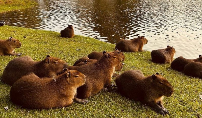 Capivaras deitadas na beira do Lago da Pedra Branca, em Palhoça