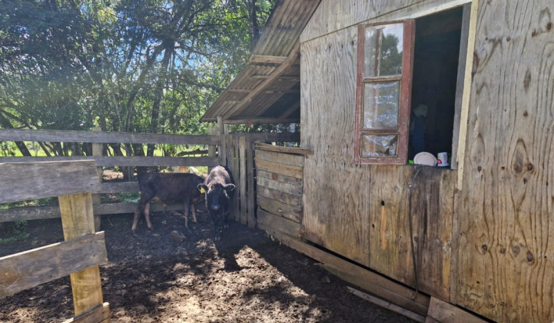 Imagem do curral junto ao espaço onde vítimas de trabalho análogo à escravidão