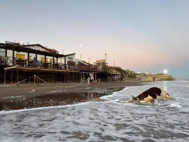 Vaca boiando no mar 