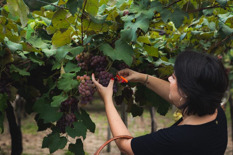 Mulher de meia idade, de pele clara, cabelo curto e preto cortando uvas de uma parreira. 