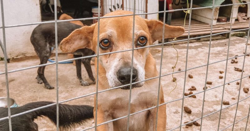 Cachorro da ONG Viva Bicho com cara de dó