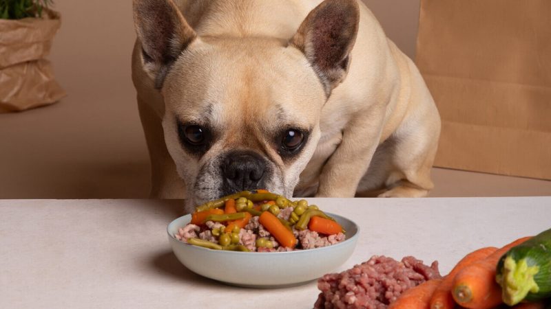 dieta para pets 