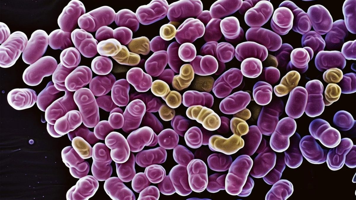 bacteria-1200x675.jpg