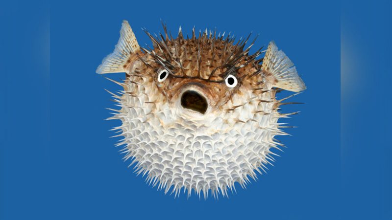 Toxina liberada pode levar a morte – Foto: Divulga&ccedil;&atilde;o/ND