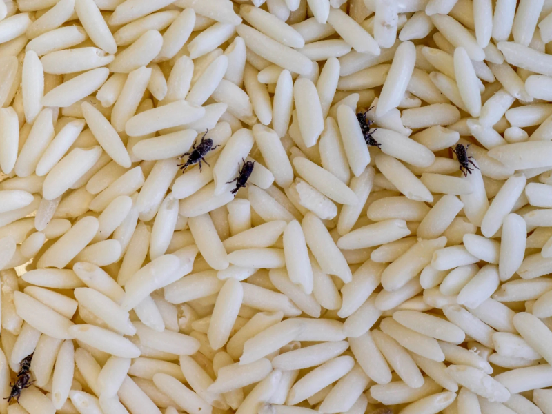 Bichinhos do arroz andando em grãos de arroz