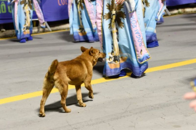 Cachorro caramelo roubou a cena e acabou “arrumando um emprego” inusitado: virou empurrador de carro