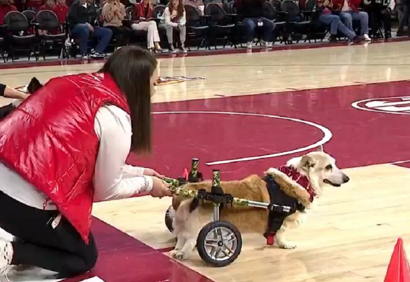 Cachorro em cadeira de rodas durante competição 