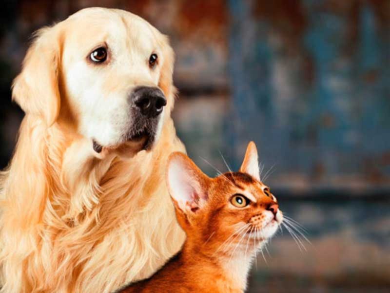 Cachorro e gato representando os animais atingidos por essa pandemia silenciosa