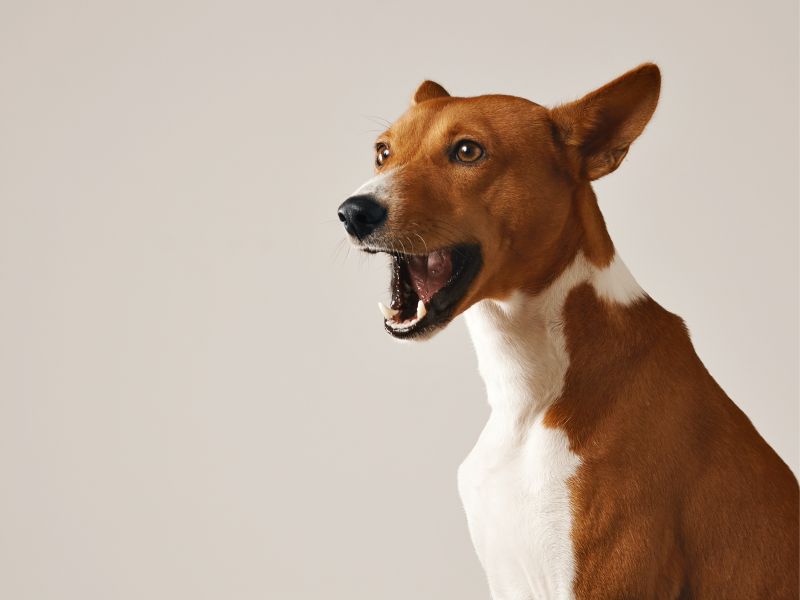 Comportamento dos pets: cachorro latindo em um fundo branco