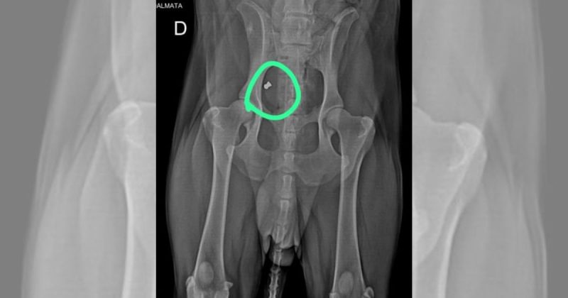 Exame de cachorro atingido por tiro de arma de pressão em Joinville (SC)