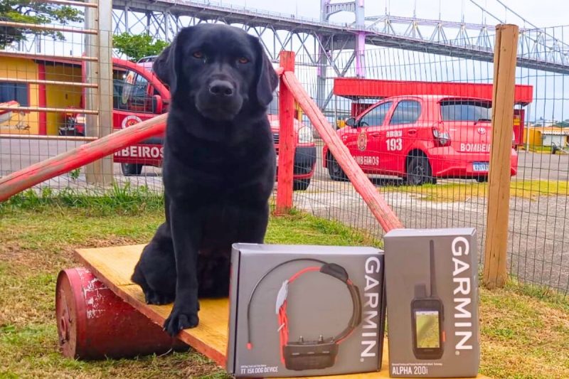 Cão de busca e resgate mostrando o novo GPS na coleira 