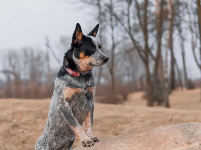 Cão de Gado Australiano em um fundo florestal