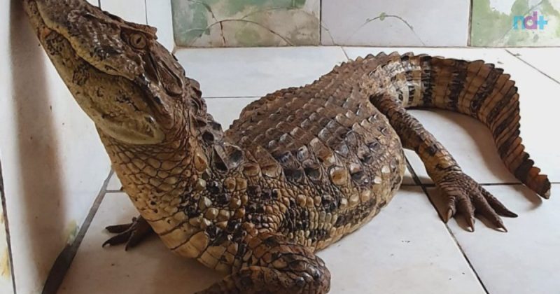 foto mostra jacaré resgatado