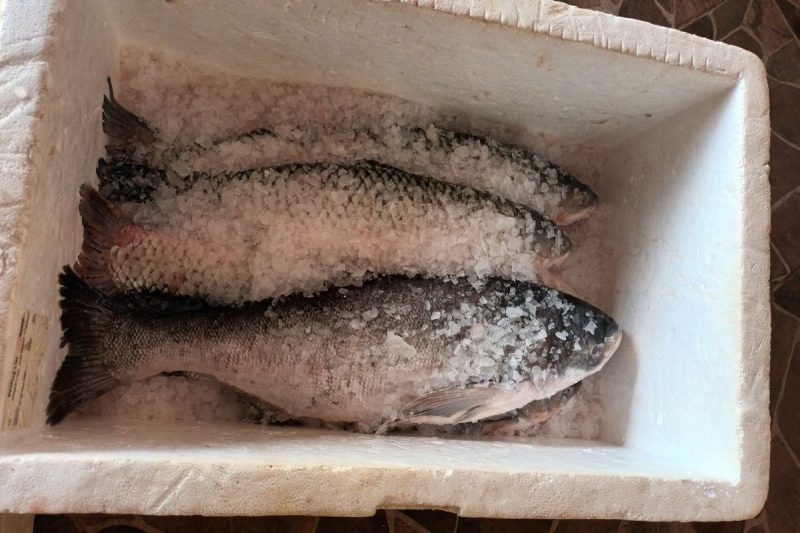 peixes congelados em uma caixa de isopor