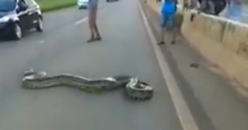 Cobra gigante atravessando rodovia Rio-Santos