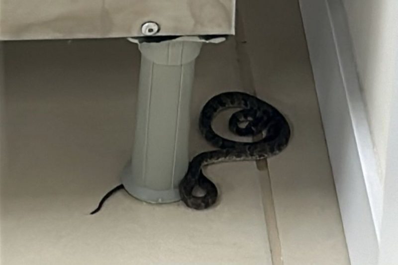 Filhote de jararaca, cobra altamente venenosa, é encontrada em escola de Florianópolis