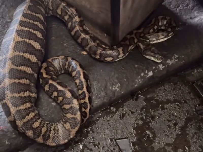 Cobra gigante encontrada na Austrália