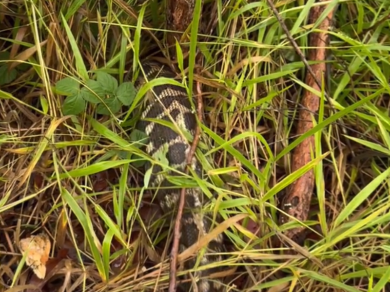 Cobra gigante entrando na mata