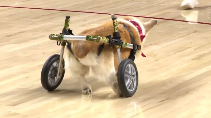 Cachorro em cadeira de rodas durante competição 