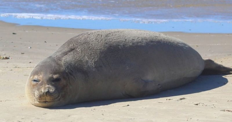 Elefante-marinho descansa em praias de Laguna