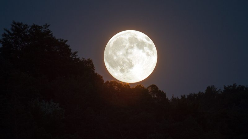 Lua em vegetação em céu escuro