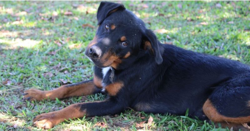 Feiras de animais ocorre neste domingo, a partir das 14h, no Parque da Prefa, em Criciúma