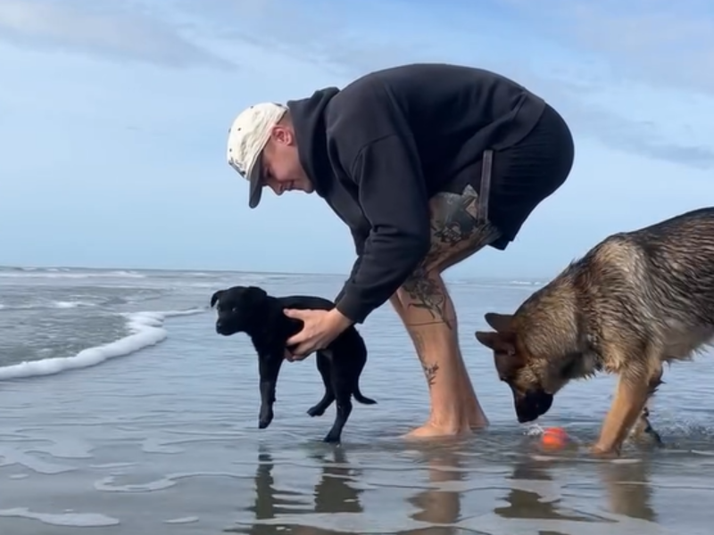 Filhote de cachorro visitando a praia pela primeira vez