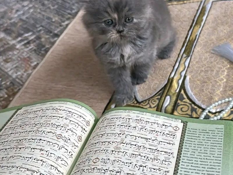 A imagem mostra um dos "gatos muçulmanos" durante o Ramadã