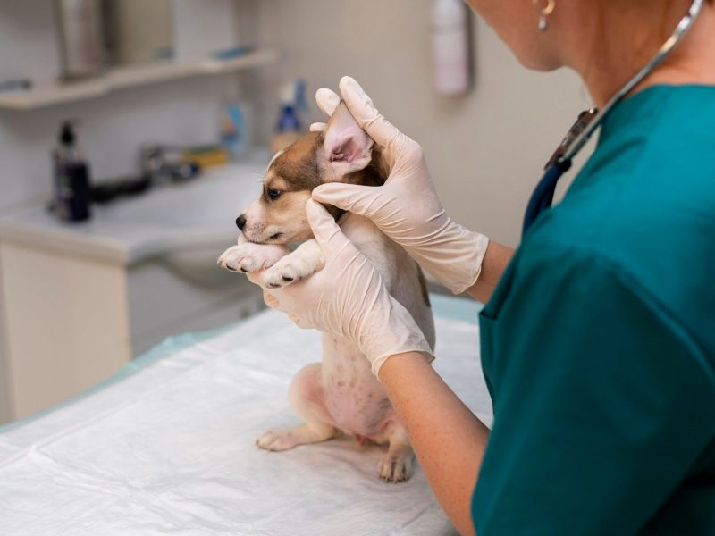 A imagem mostra um filhote de cachorro no veterinário