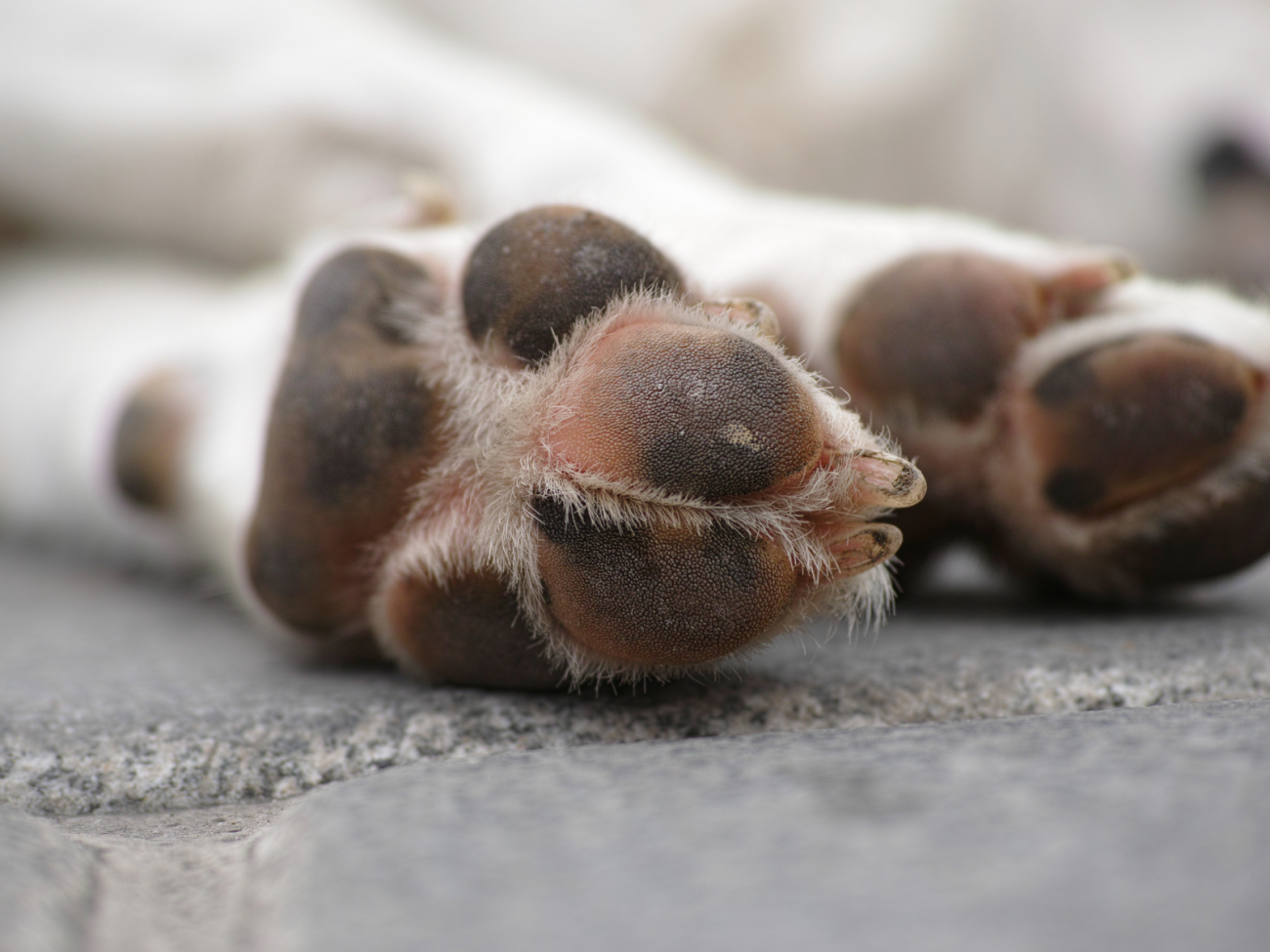 Cães famintos, feridos e presos por correntes: cena leva à prisão por maus-tratos em SC