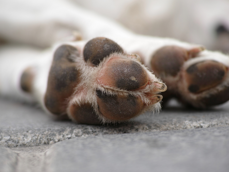 A imagem mostra patas de cachorro