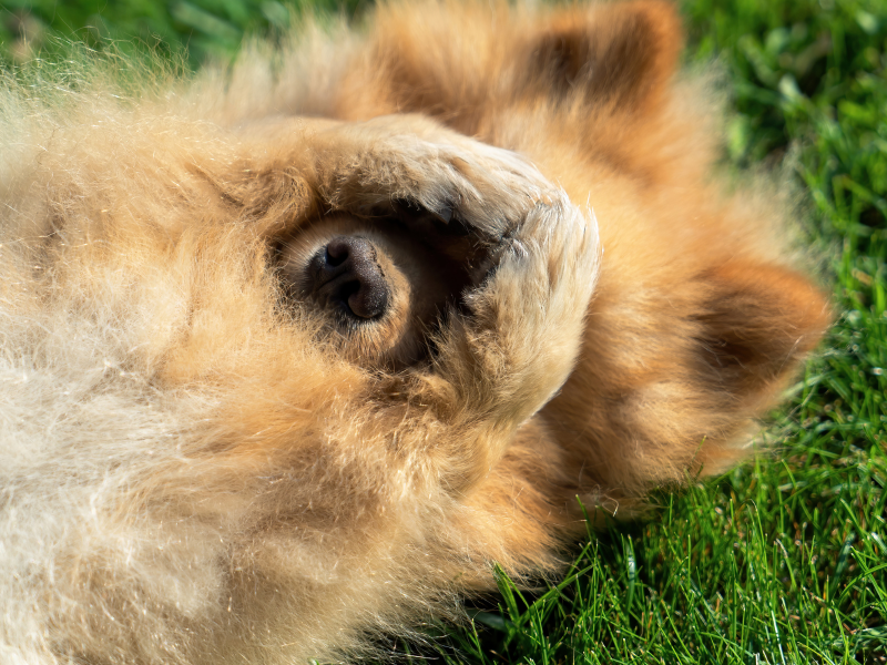 A imagem mostra um cachorro esfregando patas no rosto