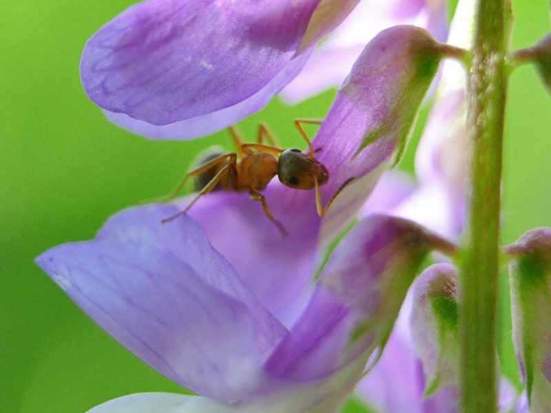 A imagem mostra formigas nas plantas