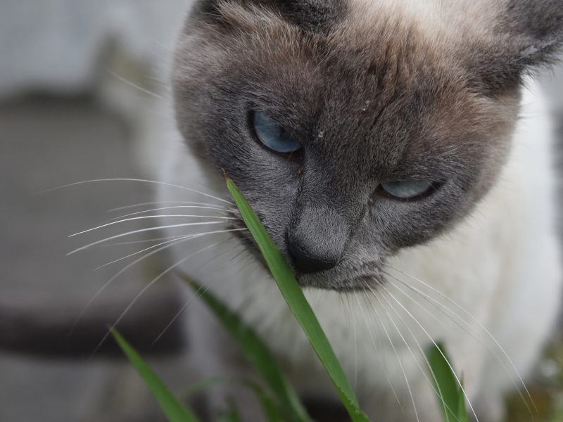 A imagem mostra um felino comendo grama de pipoca para gatos