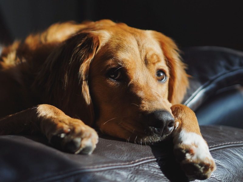 A imagem mostra um pet com uma das "doenças silenciosas em cães"