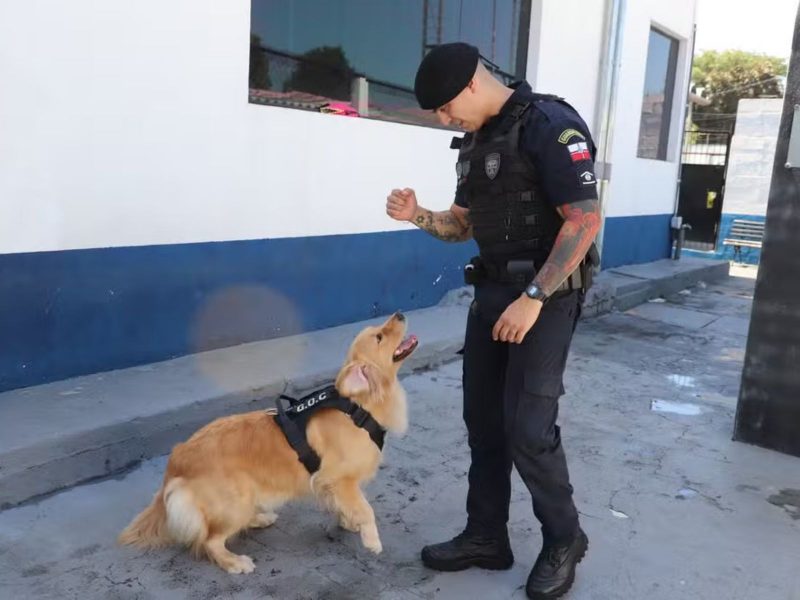 A imagem mostra a golden retriever Maju