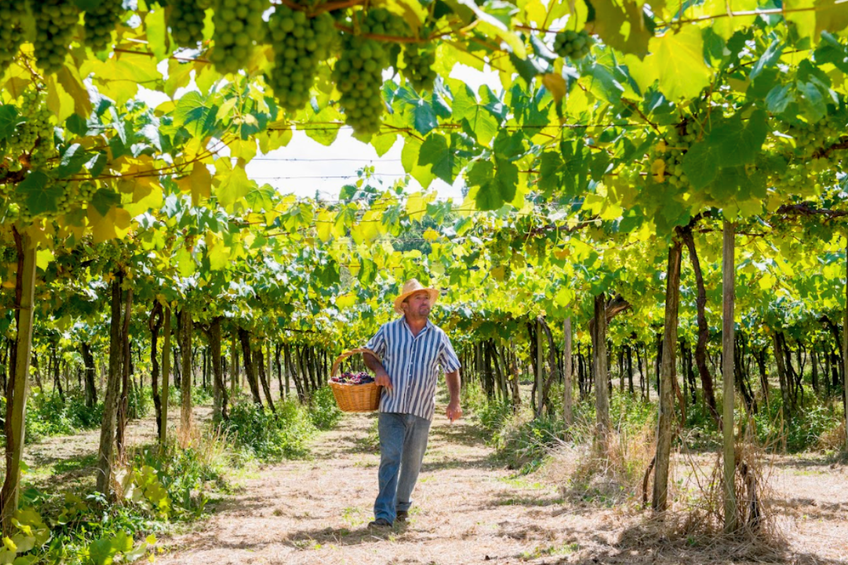 No interior de Gramado há diferentes roteiros onde é possível visitar propriedades rurais e produtores de vinho, tradição dos imigrantes italianos na cidade - Rafael Cavalli