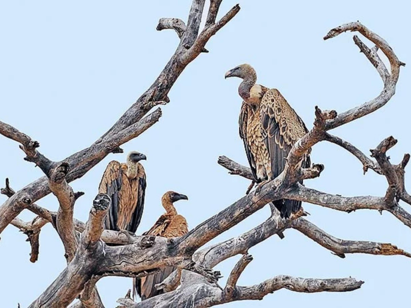 Diversos Grifos-de-rüppell em uma árvore