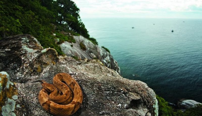 Ilha mais perigosa do mundo