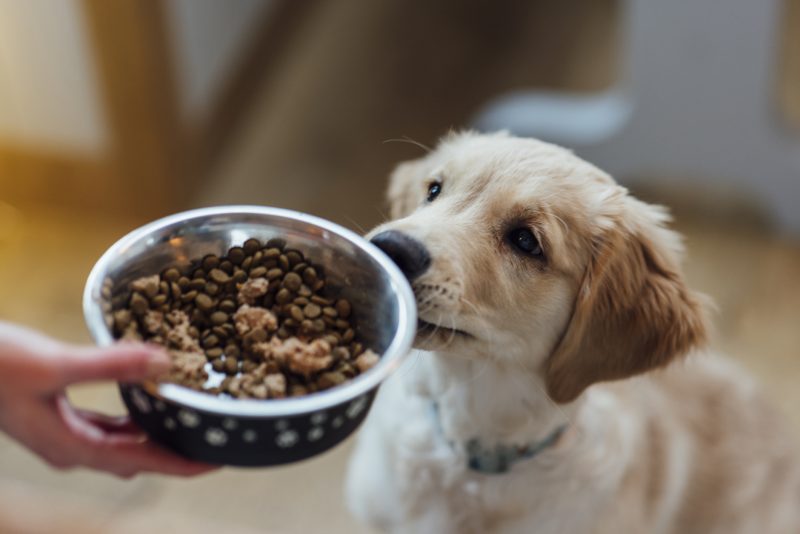 Do campo ao pote: como o agronegócio alimenta o mercado pet no Brasil