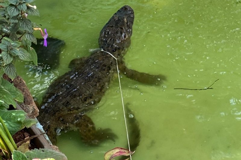 Após ser resgatado, o jacaré receberá os cuidados necessários