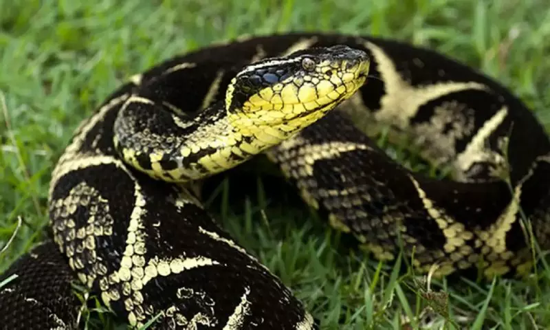 Foto aproximada da jararacuçu, cobra peçonhenta, em gramado 