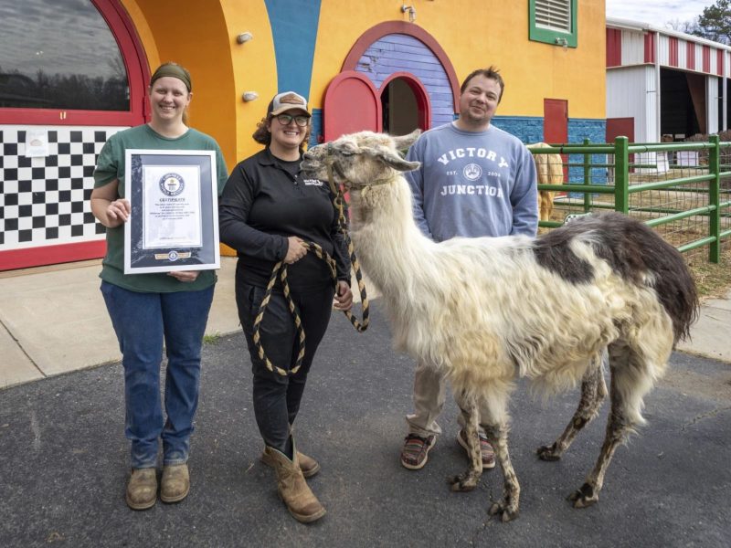 Equipe do acampamento junto com a lhama mais velha do mundo