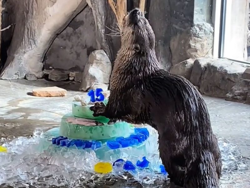 Lontra vovô com seu bolo de aniversário