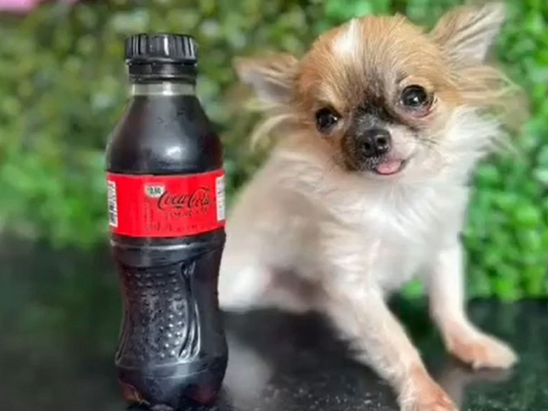 Menor cachorro do Brasil em comparação a uma garrafa de refrigerante de 200 ml