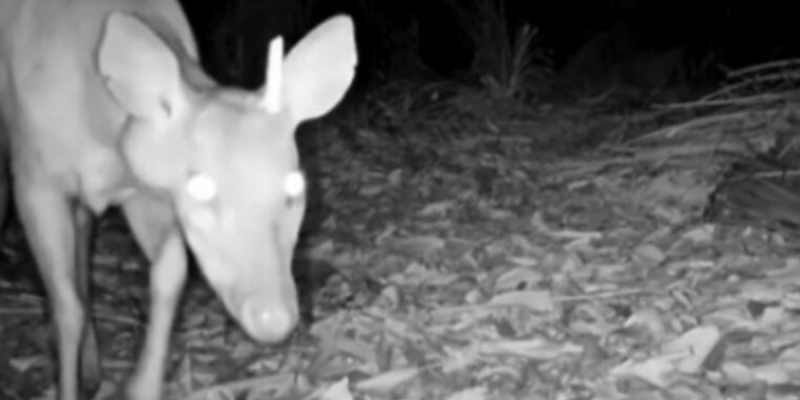 animais silvestres no Pantanal 