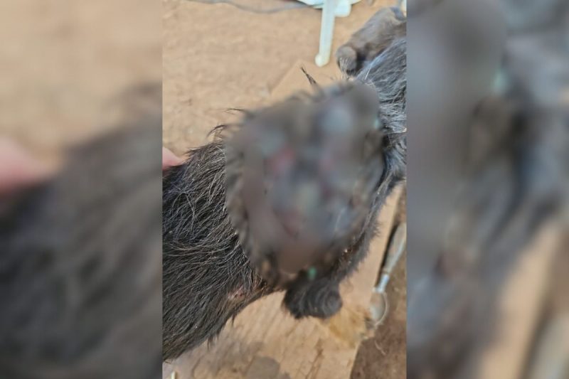 Médico veterinário avaliou o estado do cão e confirmou o quadro irreversível