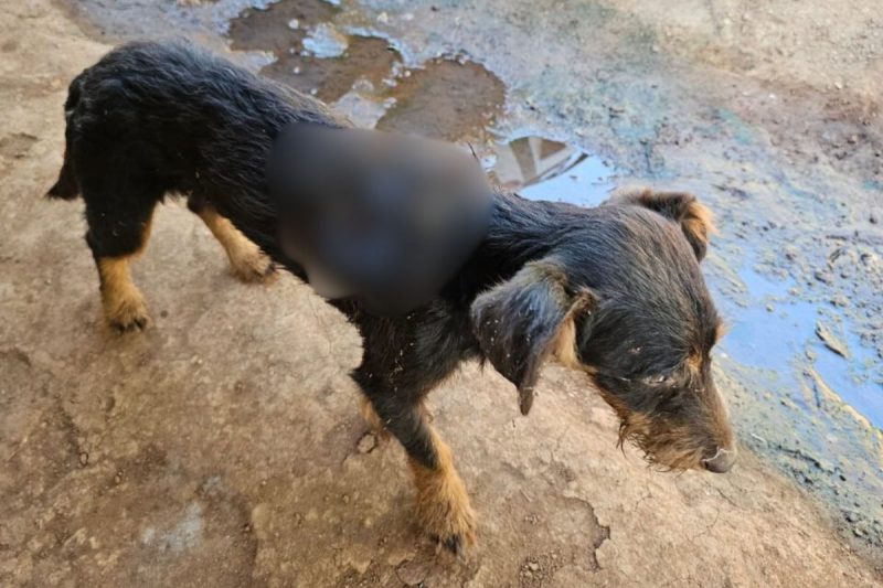 O animal foi encontrado em condições extremas de sofrimento ; maus-tratos de cão