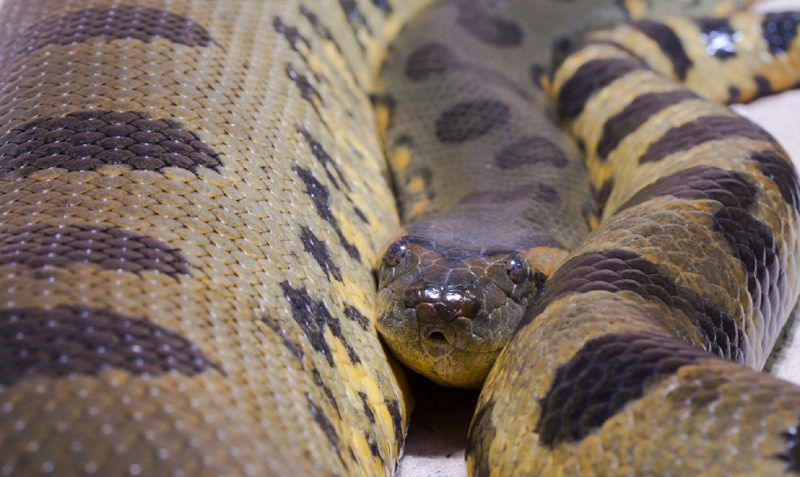 Imagem de uma sucuri-verde, considerada uma das maiores cobras do mundo 