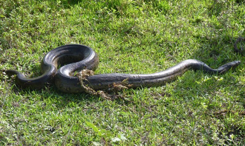 Imagem de uma sucuri-verde, considerada uma das maiores cobras do mundo 